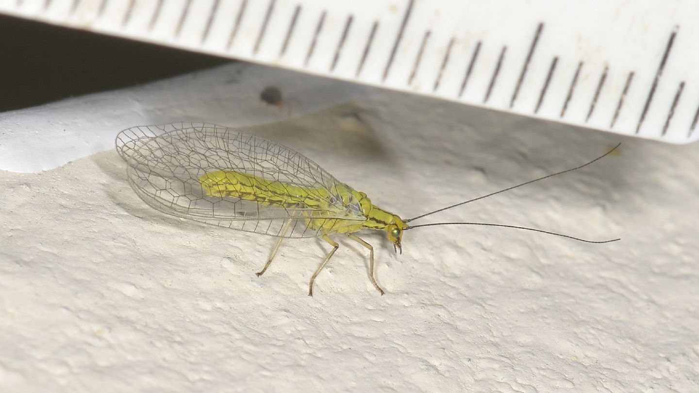 Chrysopidae: Hypochrysa elegans