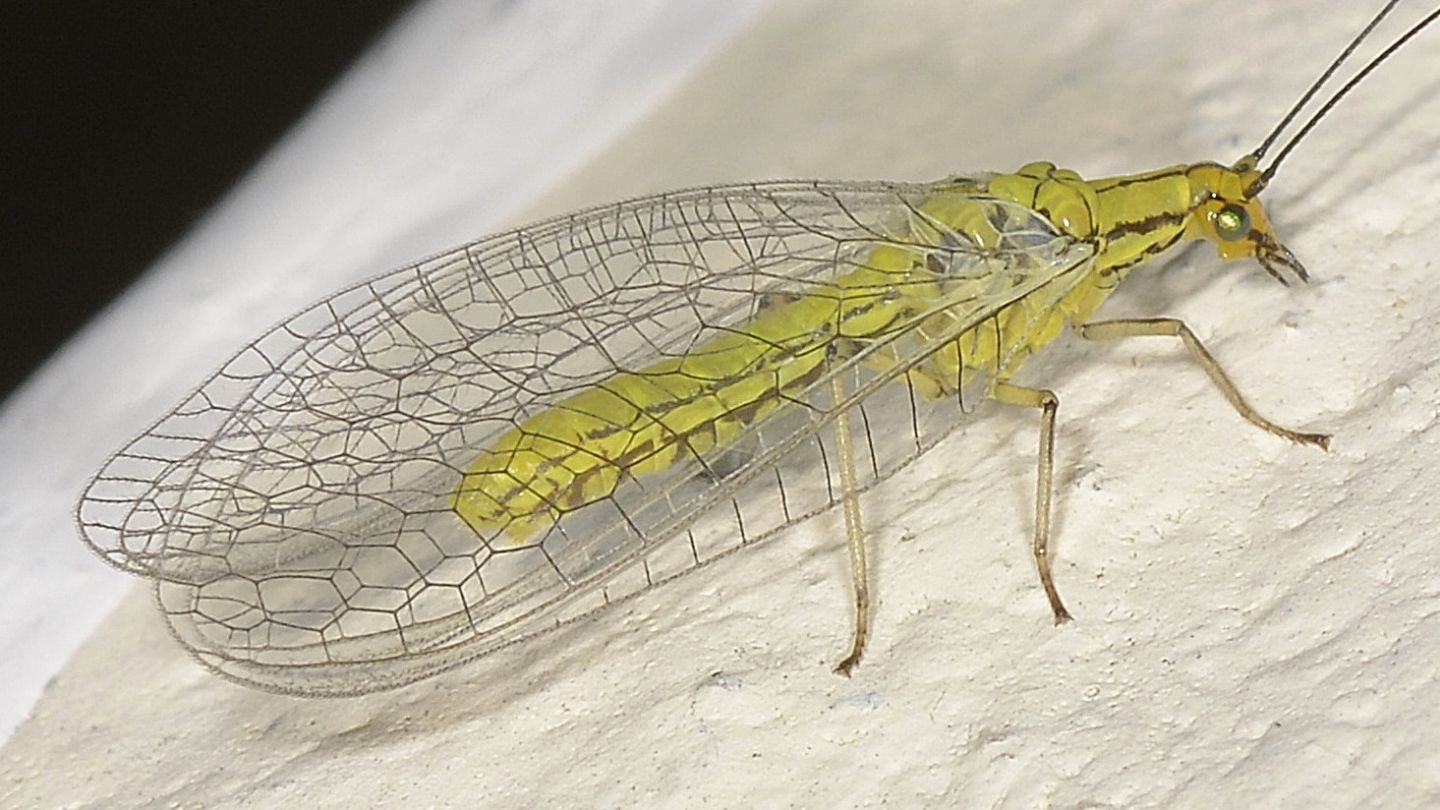 Chrysopidae: Hypochrysa elegans