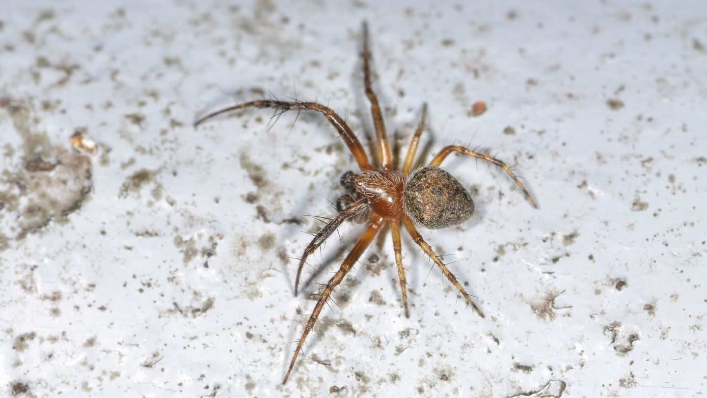 Araneus sturmi o Araneus triguttatus, maschio - Bannio Anzino (VCO)