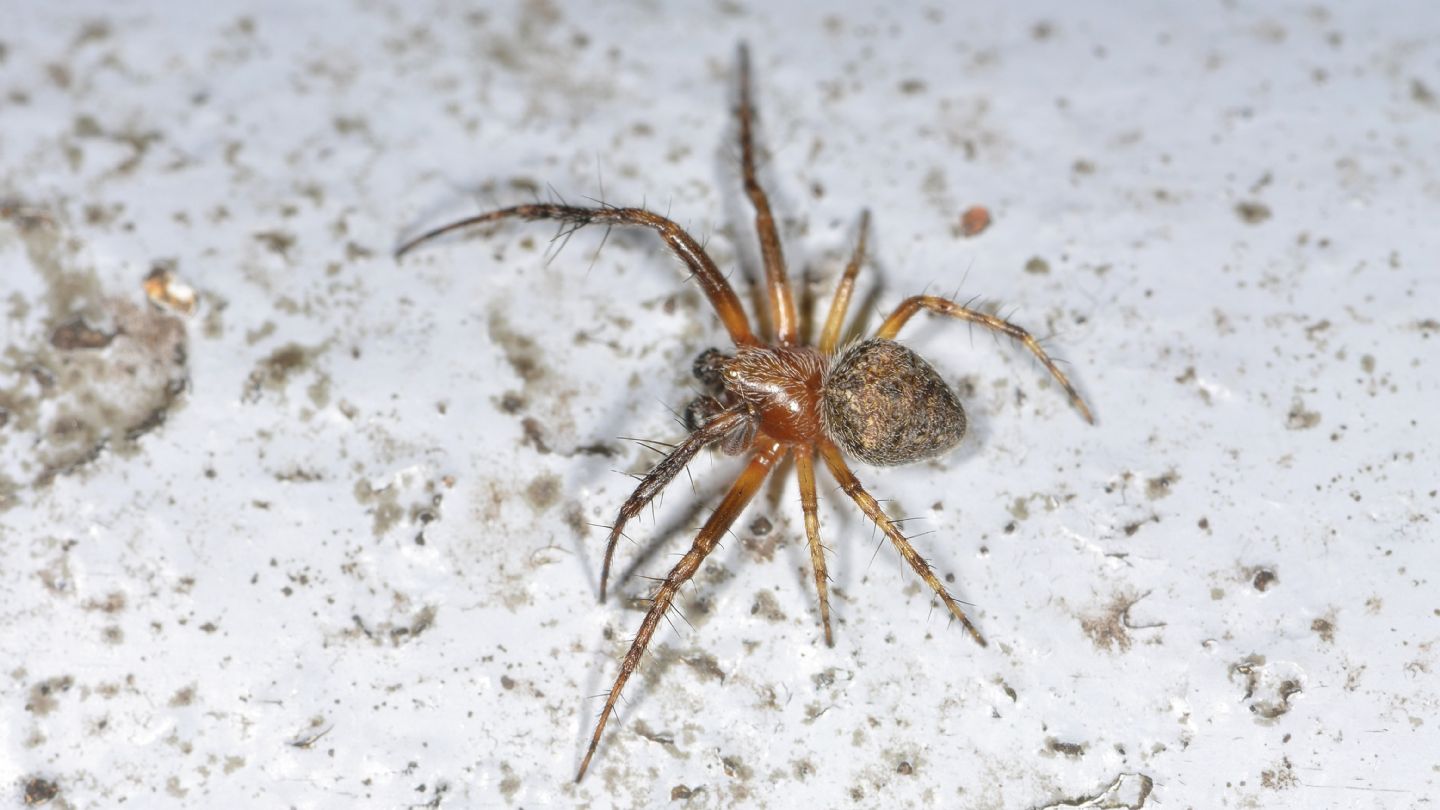 Araneus sturmi o Araneus triguttatus, maschio - Bannio Anzino (VCO)