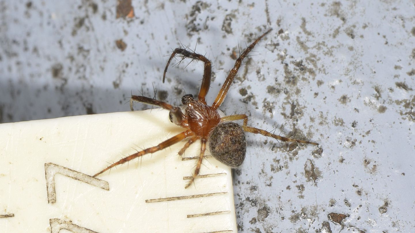 Araneus sturmi o Araneus triguttatus, maschio - Bannio Anzino (VCO)