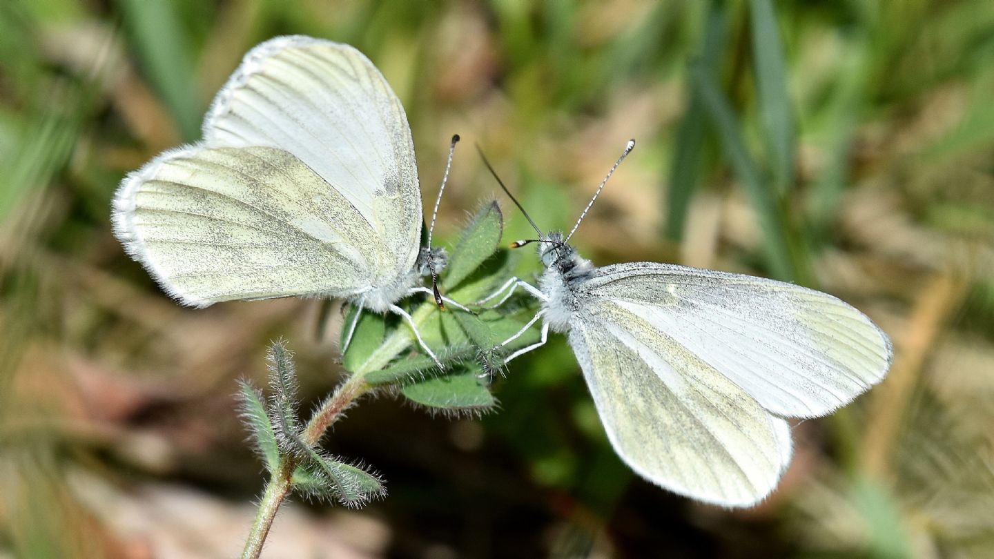 Leptidea sinapis