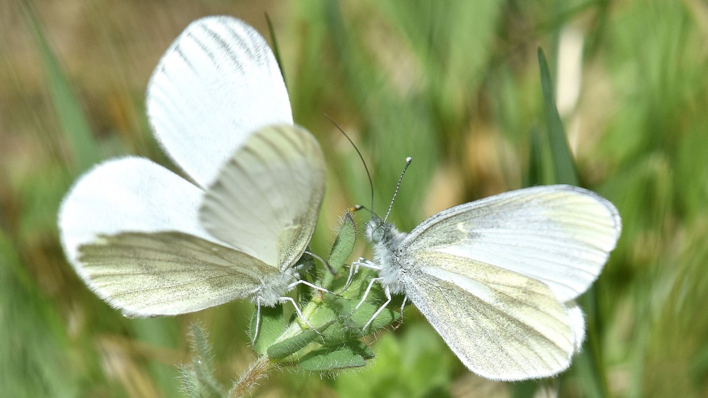 Leptidea sinapis