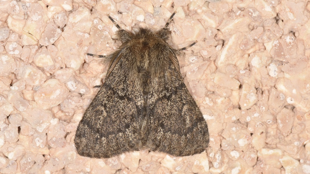 Lymantria atlantica - Erebidae Lymantriinae