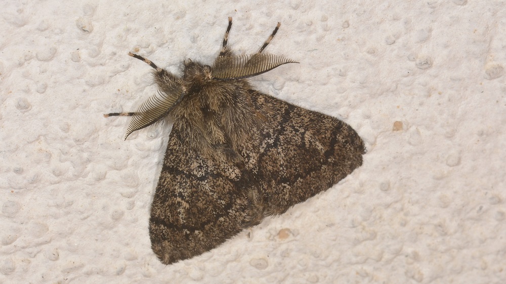 Lymantria atlantica - Erebidae Lymantriinae