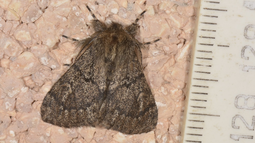 Lymantria atlantica - Erebidae Lymantriinae