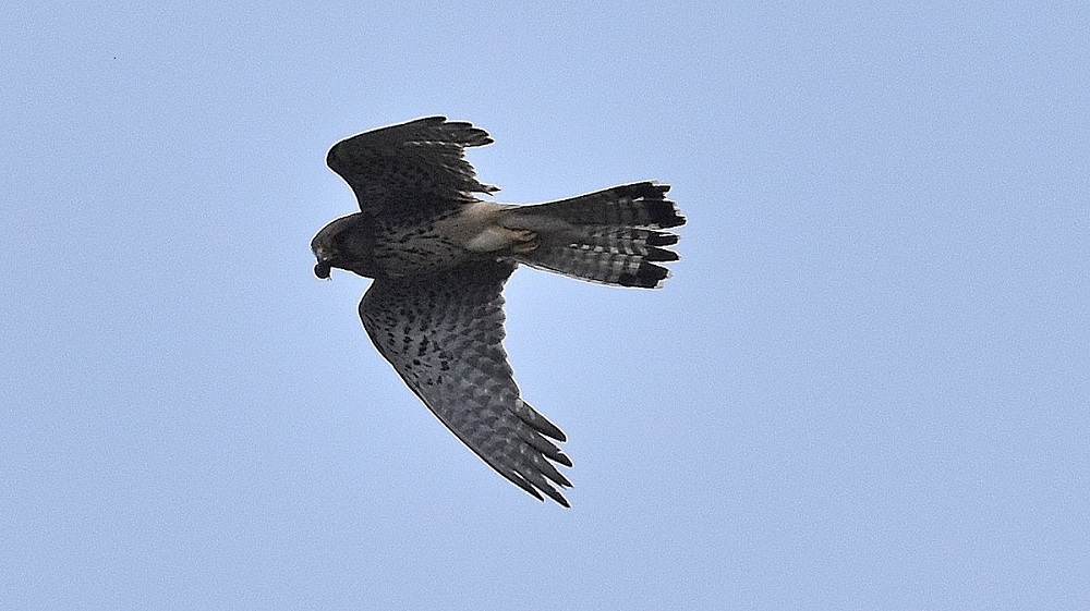 Falco sull'' Isola del Giglio: Gheppio