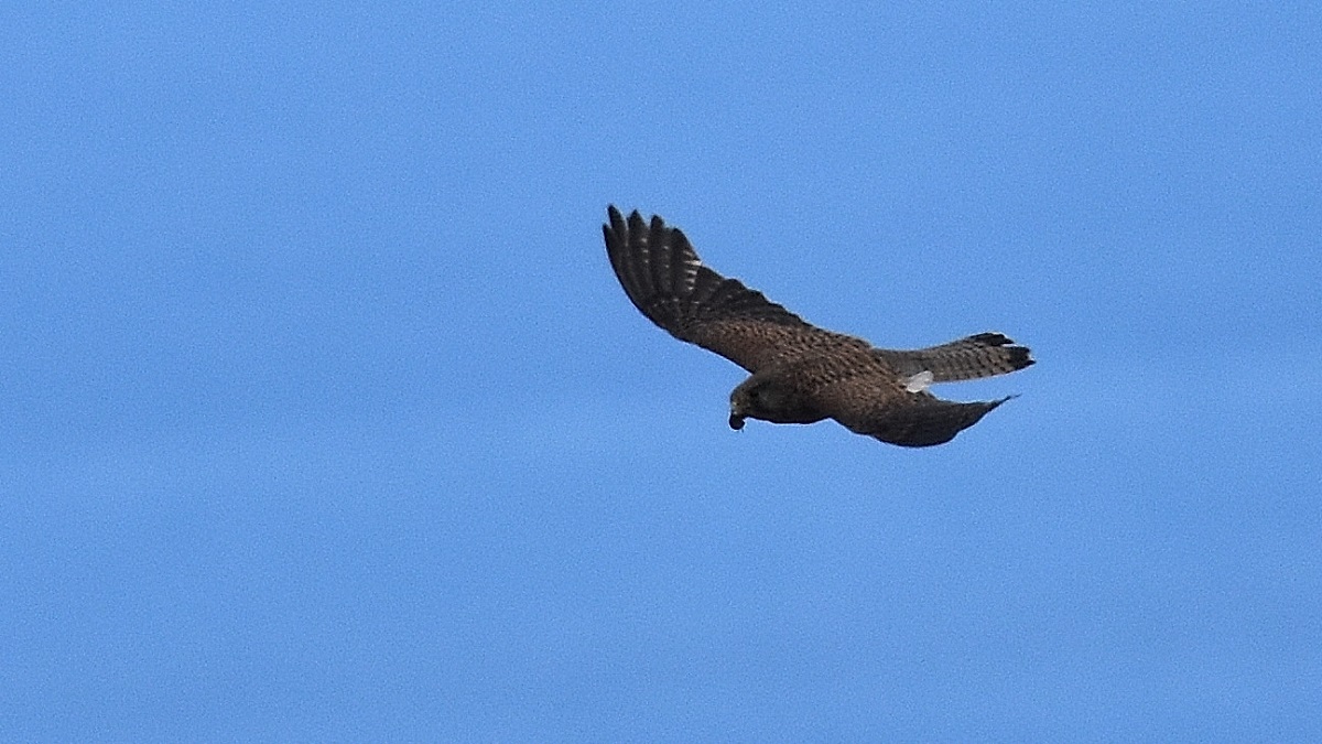 Falco sull'' Isola del Giglio: Gheppio