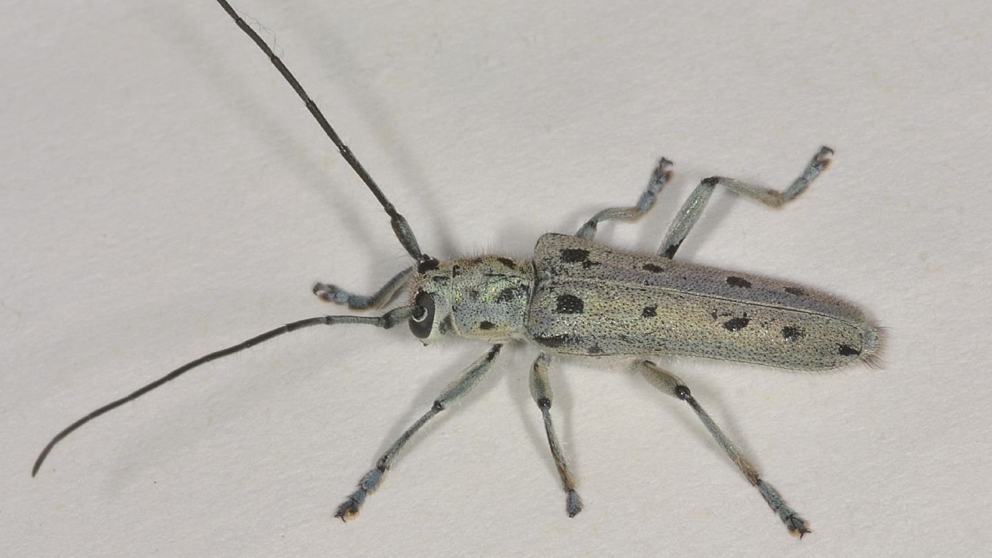 Cerambycidae: Saperda...? Saperda octopunctata, maschio