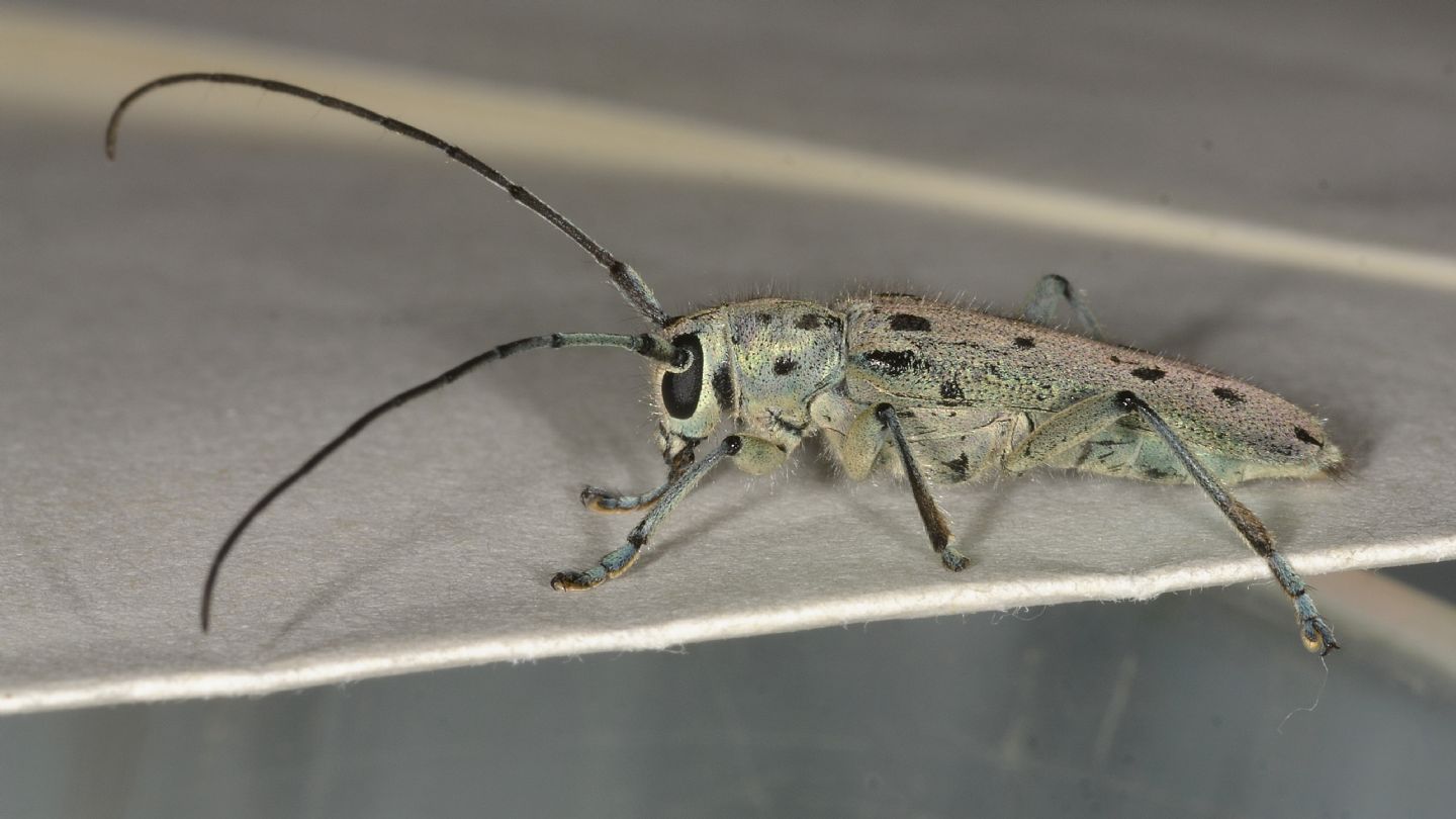 Cerambycidae: Saperda...? Saperda octopunctata, maschio