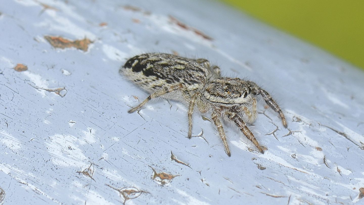 Salticidae: Pseudicius sp., femmina - Bannio Anzino (VCO)