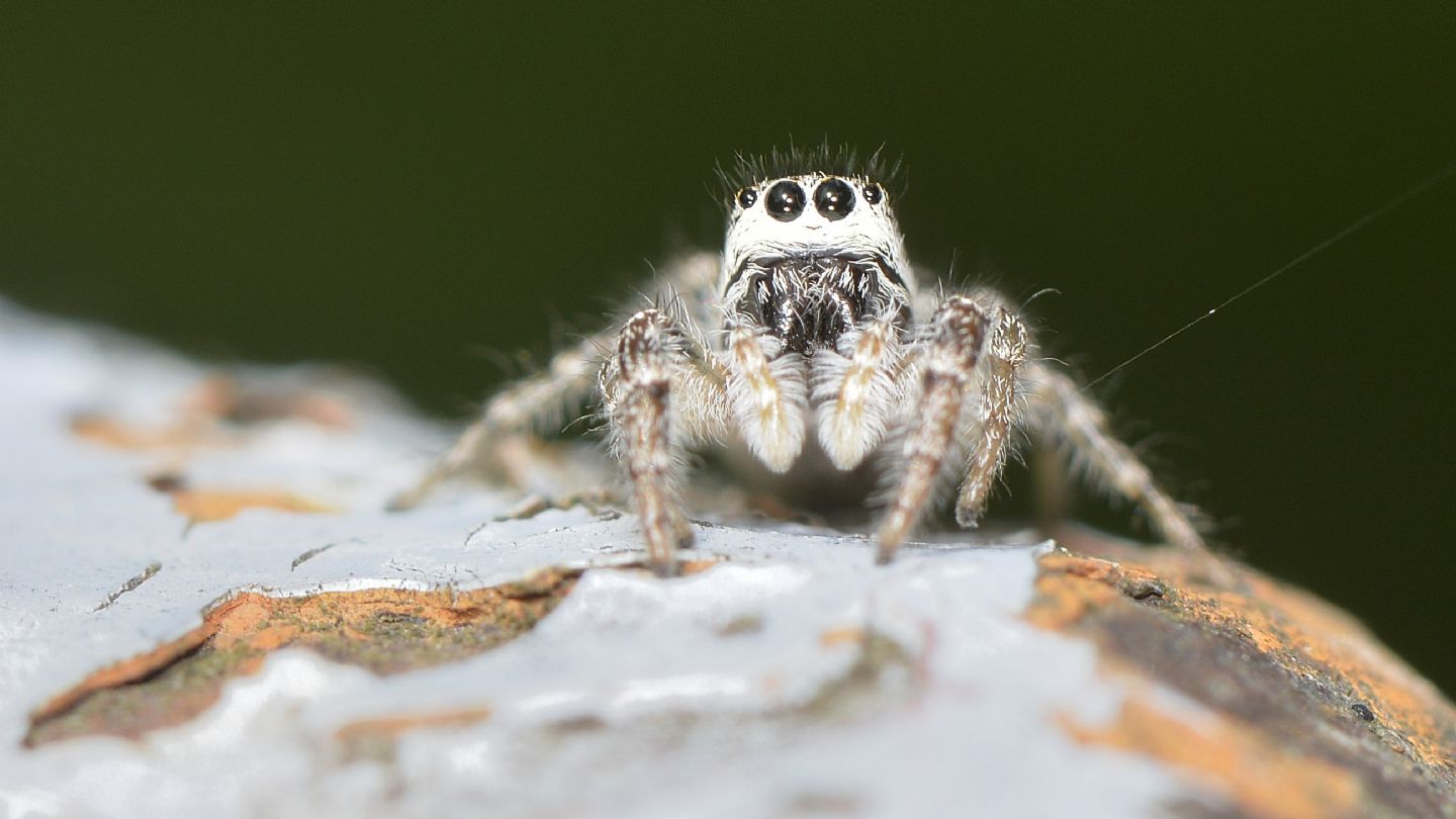 Salticidae: Pseudicius sp., femmina - Bannio Anzino (VCO)