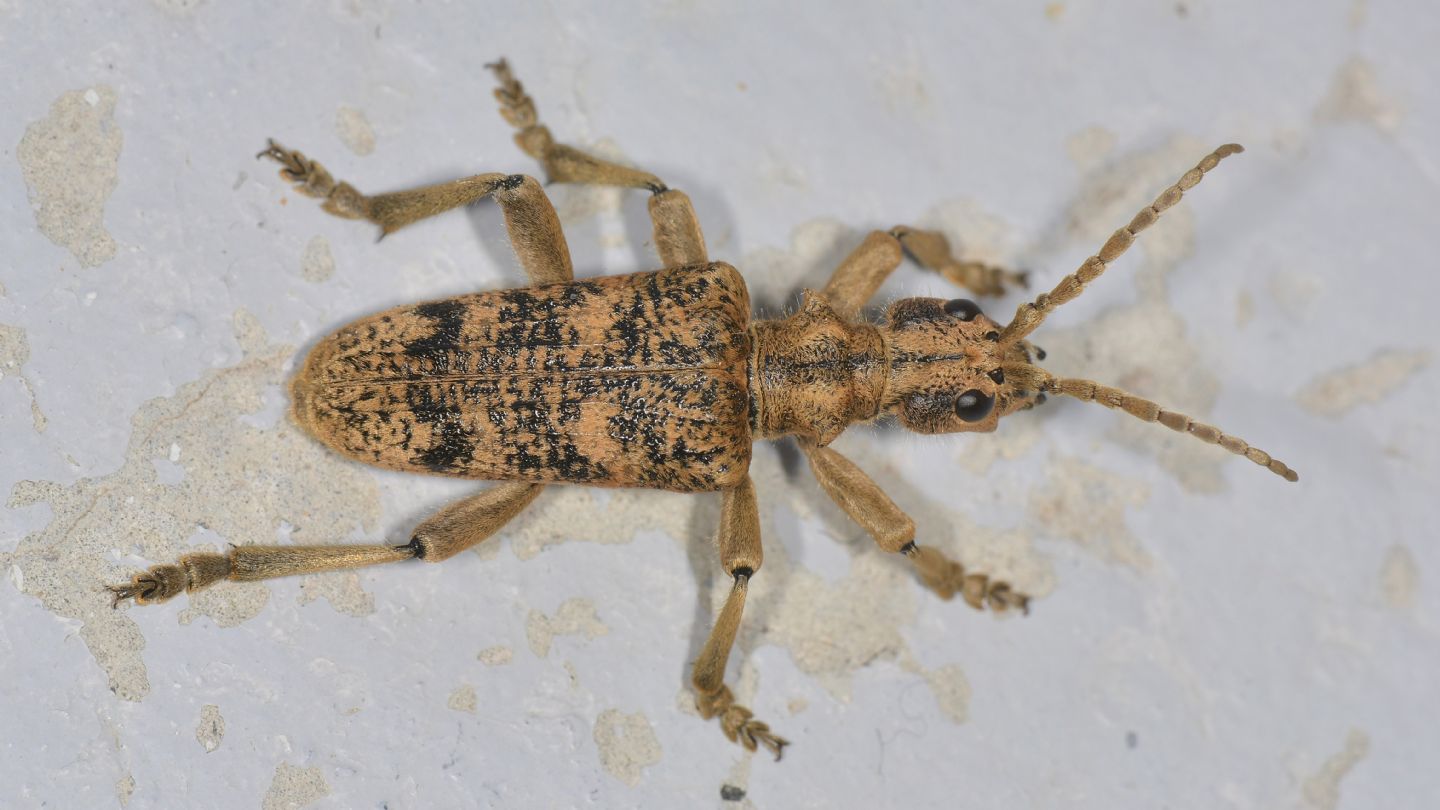 Cerambycidae: Rhagium sycophanta