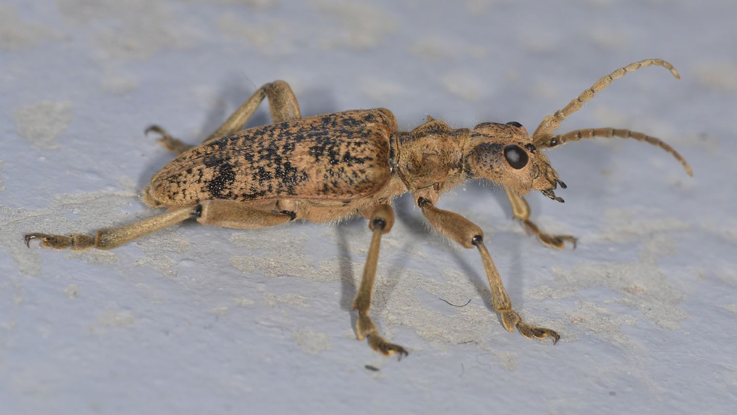 Cerambycidae: Rhagium sycophanta