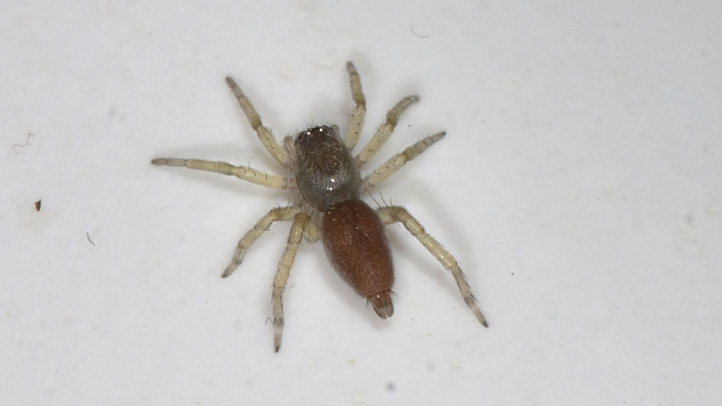Ragno bicolore