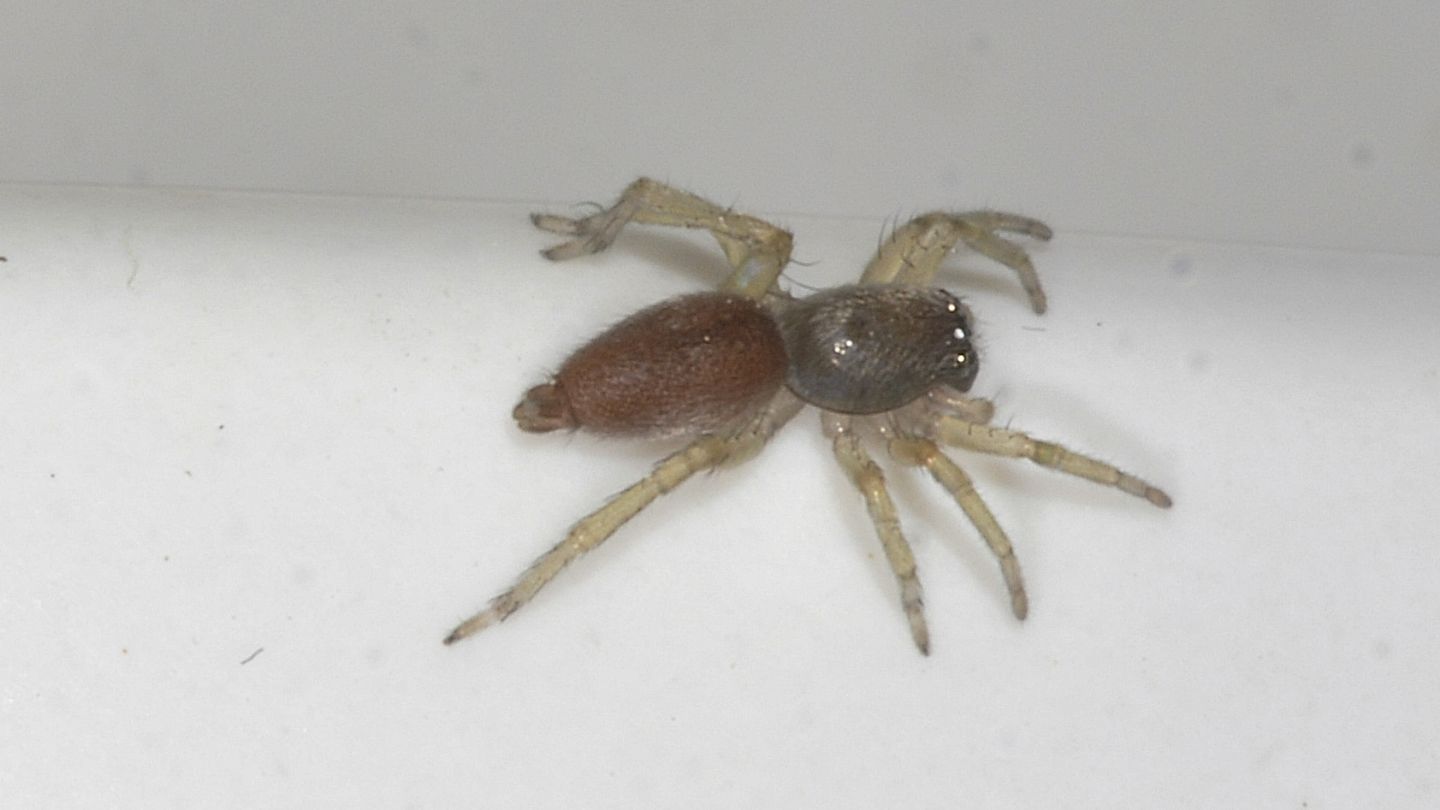 Ragno bicolore