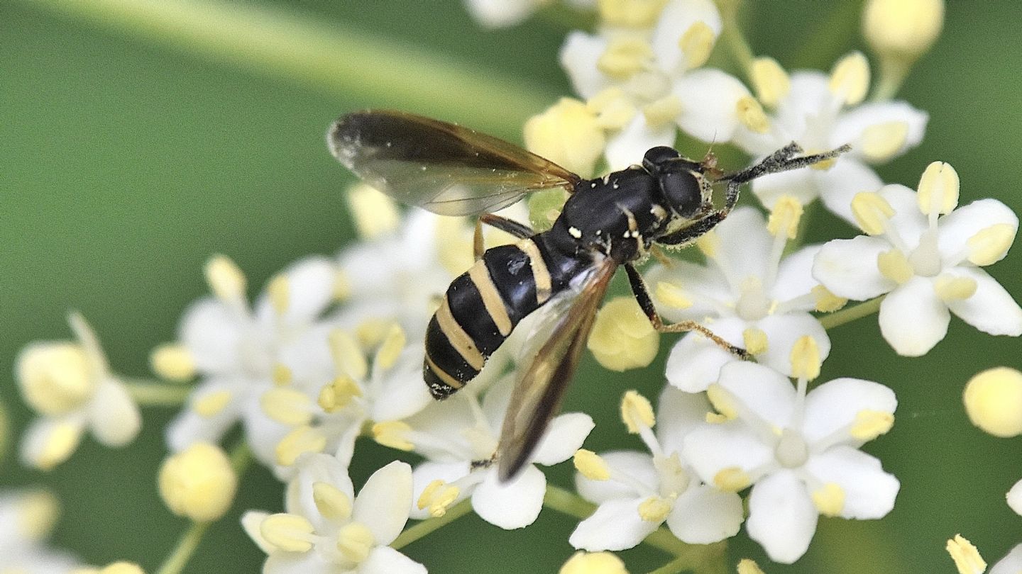 Syrphidae: Temnostoma bombylans, femmina