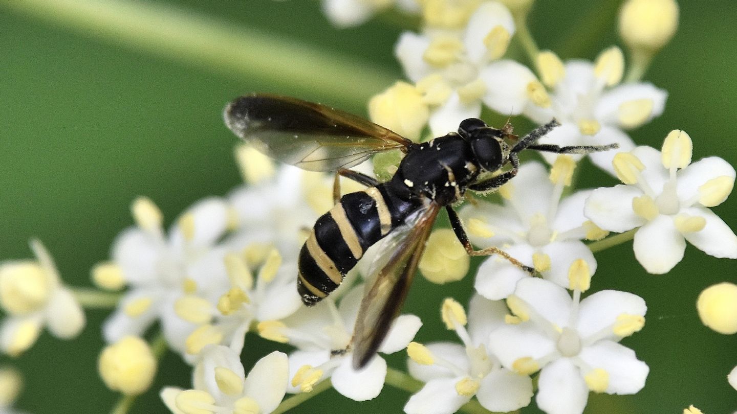 Syrphidae: Temnostoma bombylans, femmina