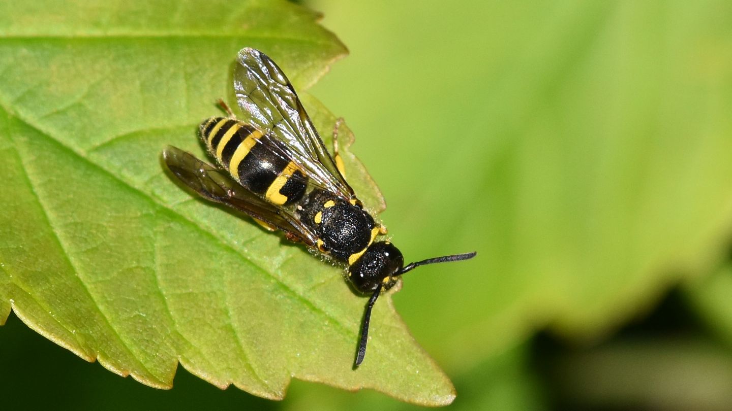 Vespidae Eumeninae: Ancistrocerus sp.