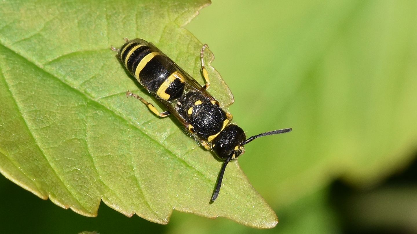 Vespidae Eumeninae: Ancistrocerus sp.