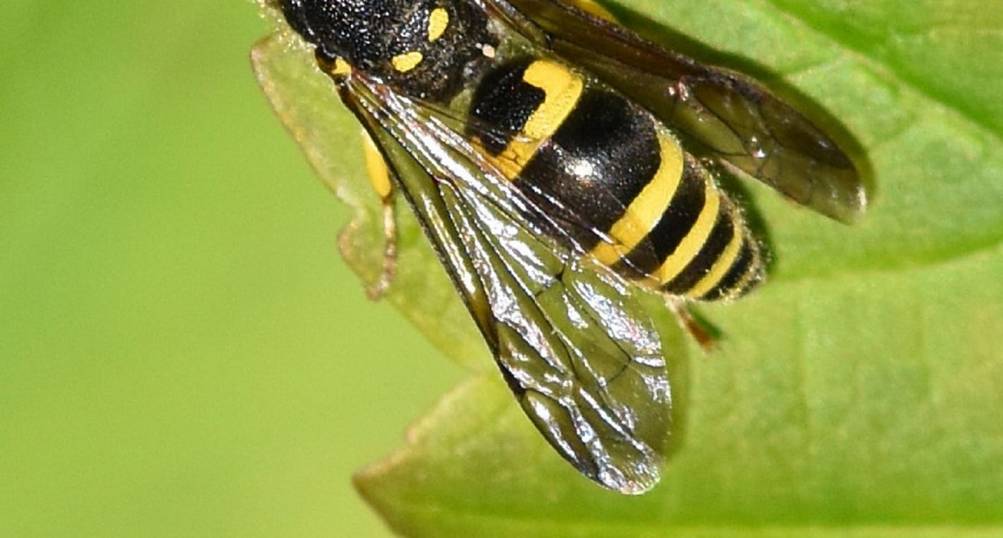 Vespidae Eumeninae: Ancistrocerus sp.