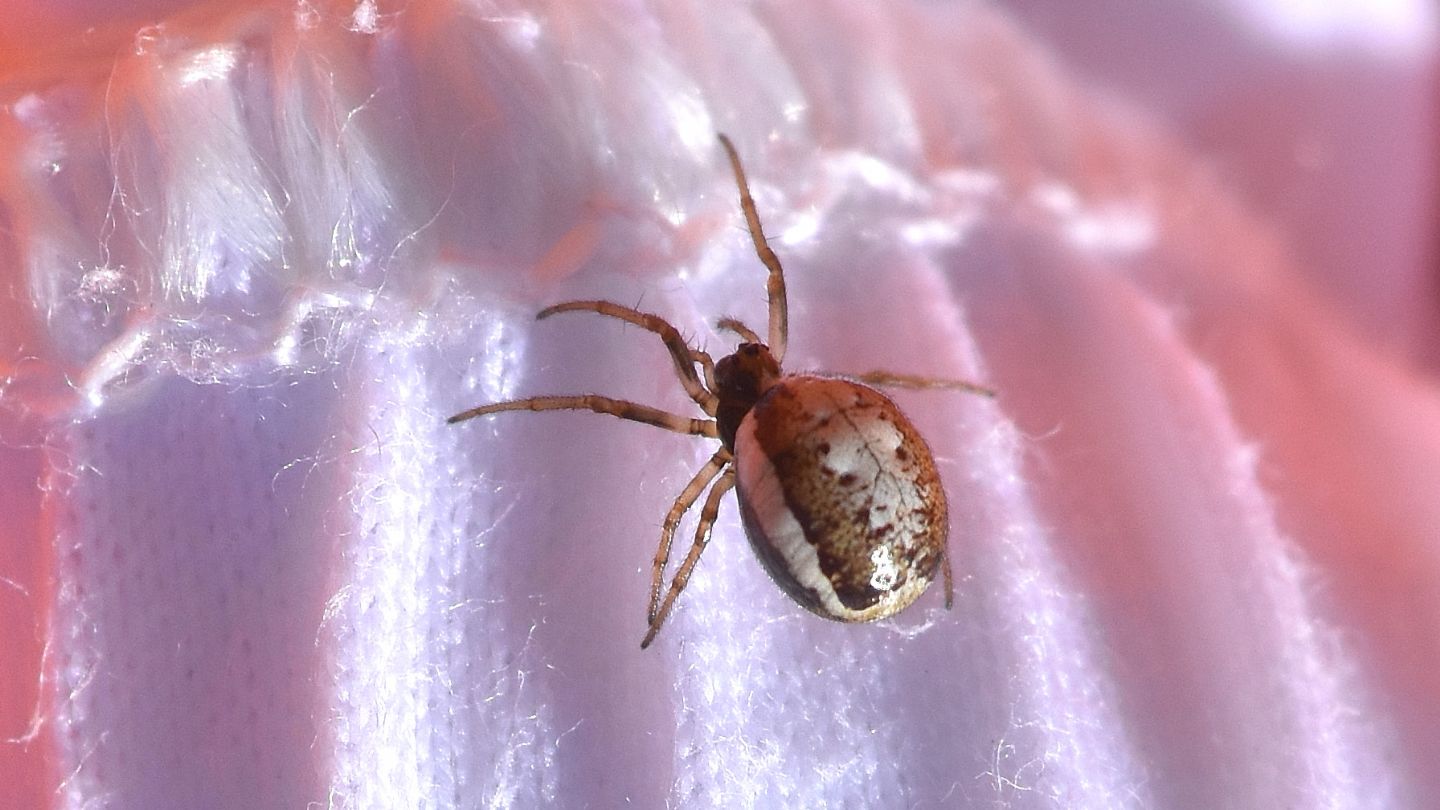 Hypsosinga albovittata, femmina - Macugnaga (VCO)