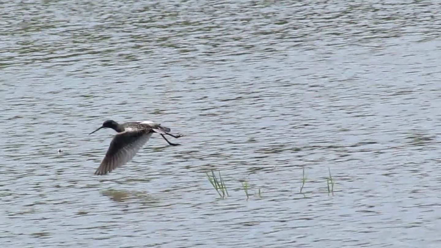 Totano moro (Tringa erythropus)