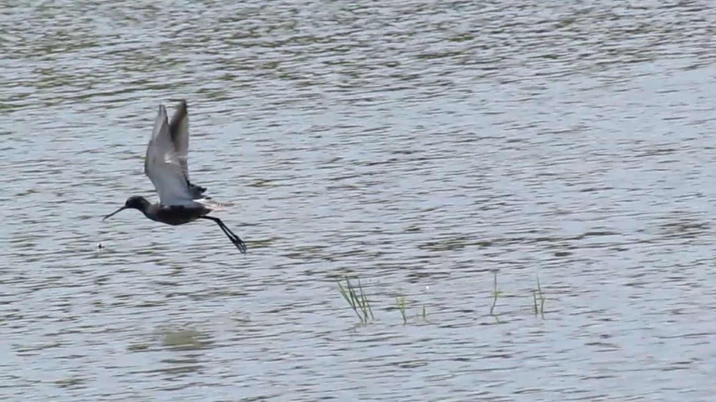 Totano moro (Tringa erythropus)