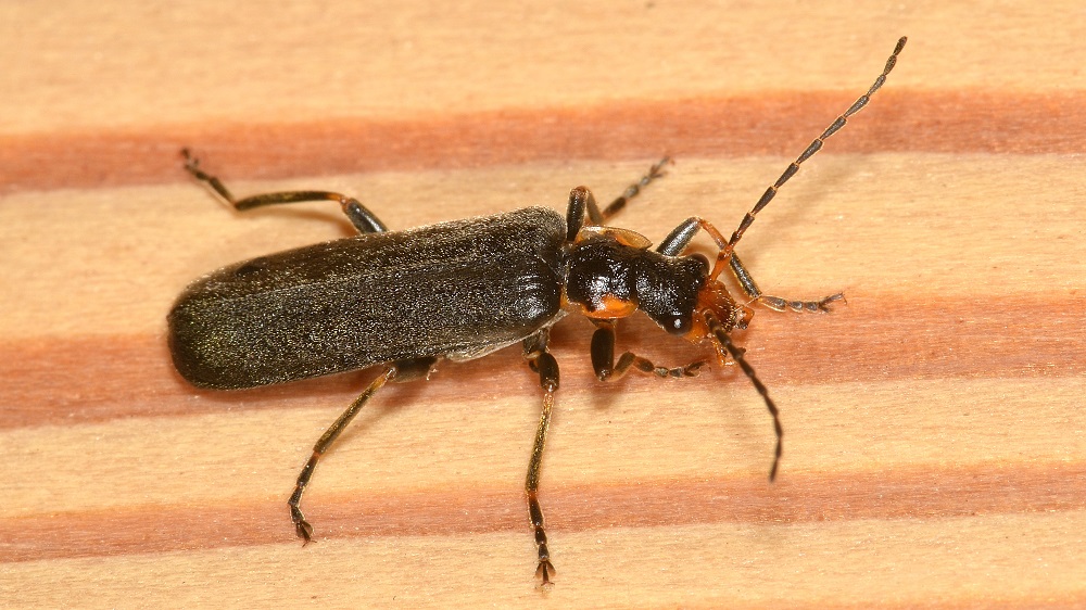 Che specie ? Podabrus alpinus  (Cantharidae)