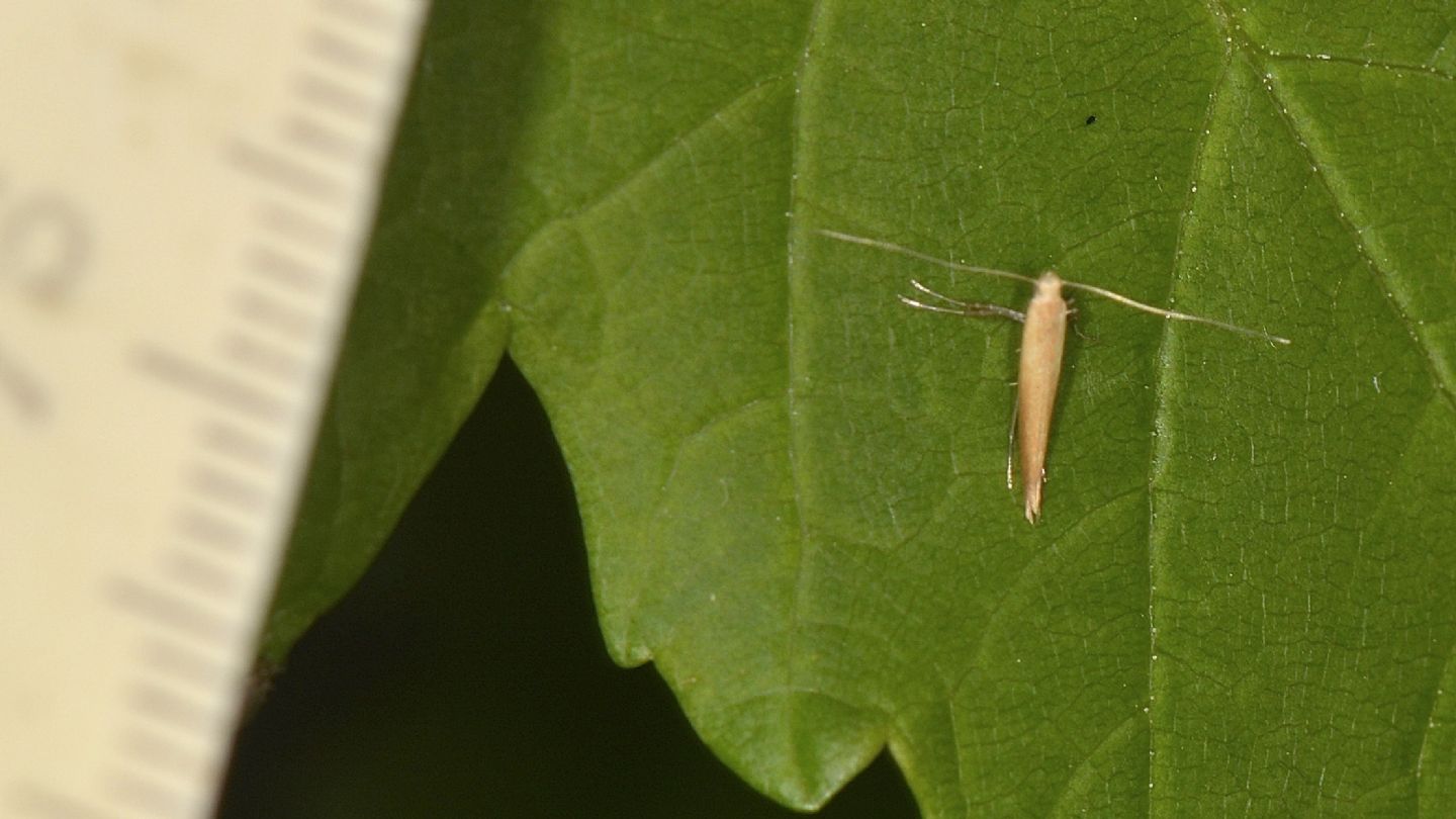Micro da id