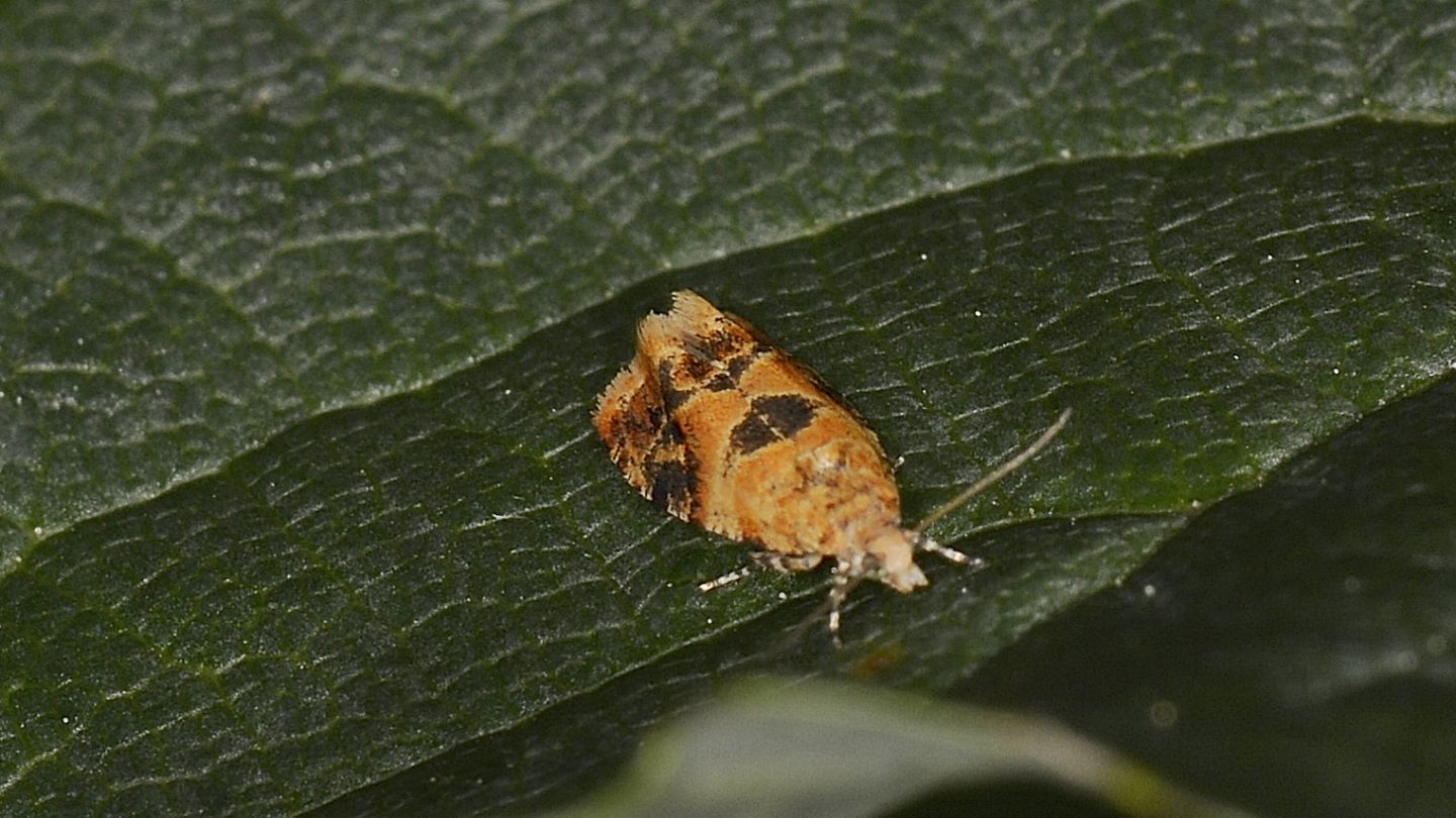 Tortricidae: Lobesia reliquana