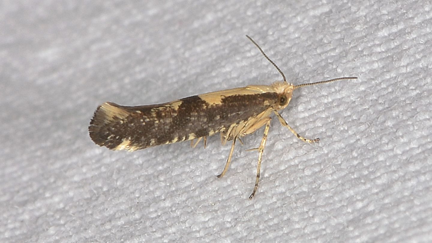 Yponomeutidae: Argyresthia cfr. conjugella