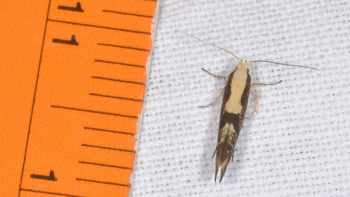 Yponomeutidae: Argyresthia cfr. conjugella