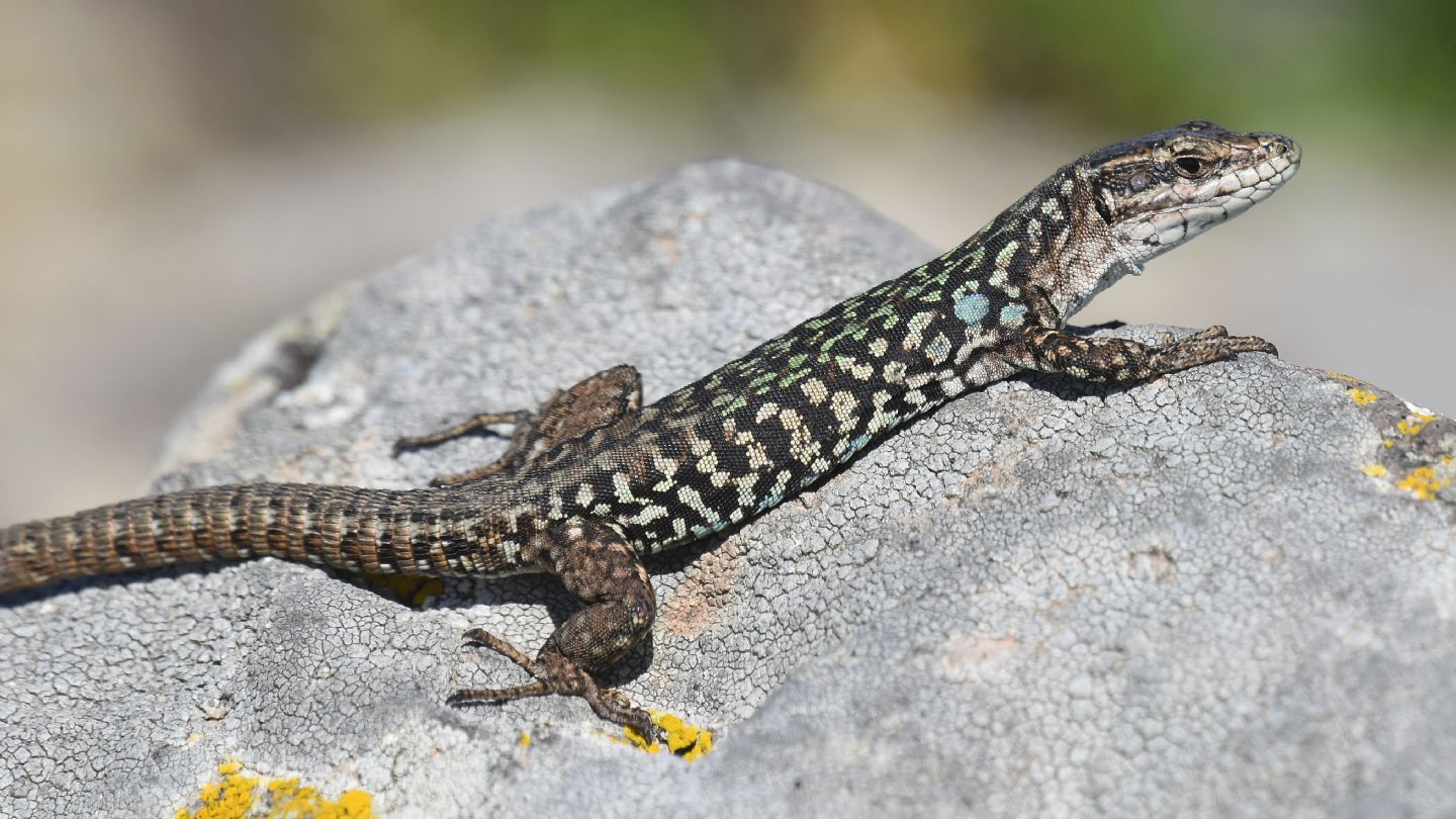 Lucertola a Capraia: Podarcis siculus campestris, maschio