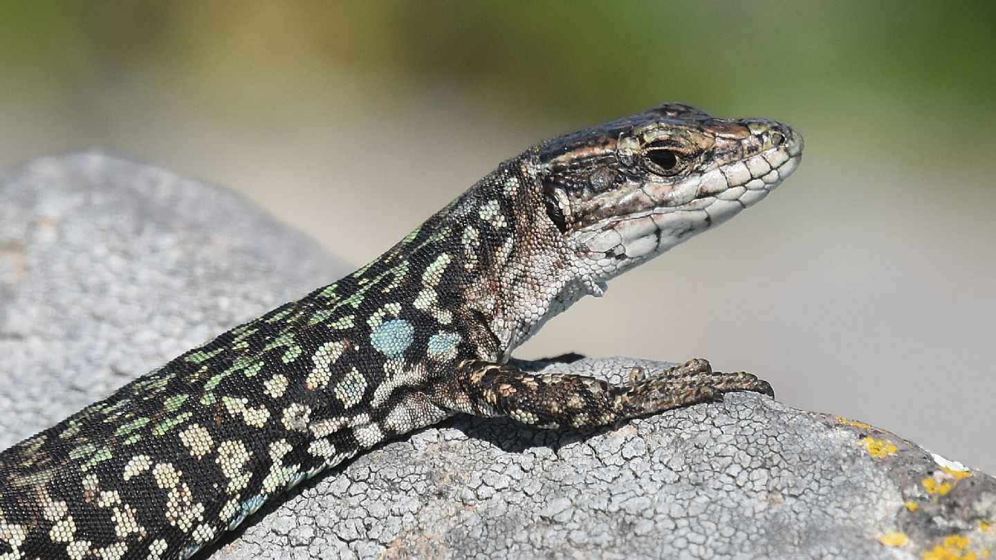 Lucertola a Capraia: Podarcis siculus campestris, maschio