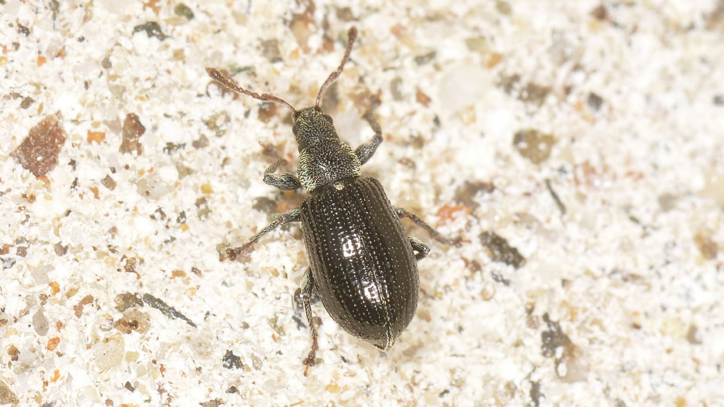 Curculionidae: Phyllobius viridicollis