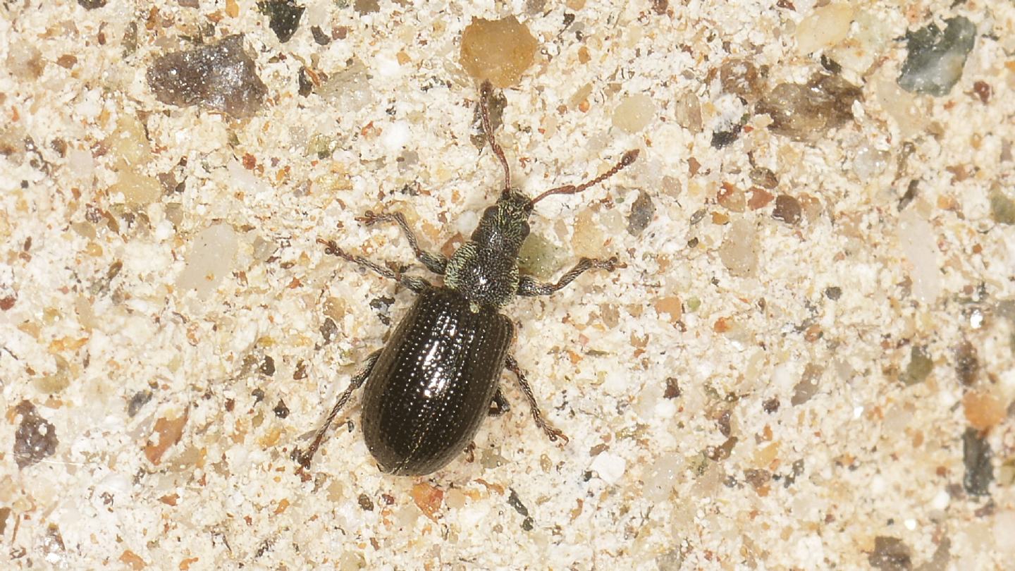 Curculionidae: Phyllobius viridicollis