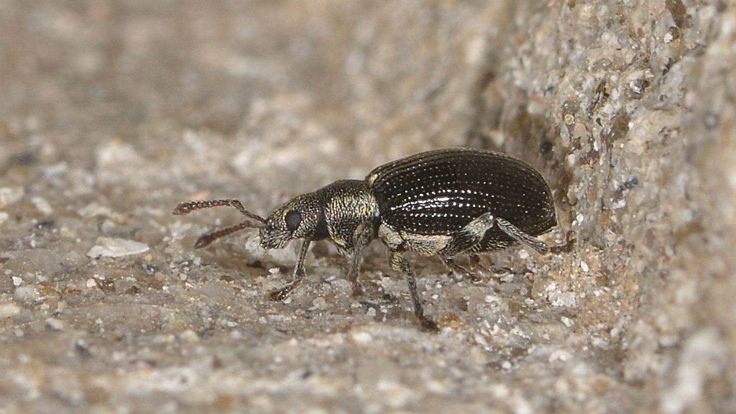 Curculionidae: Phyllobius viridicollis