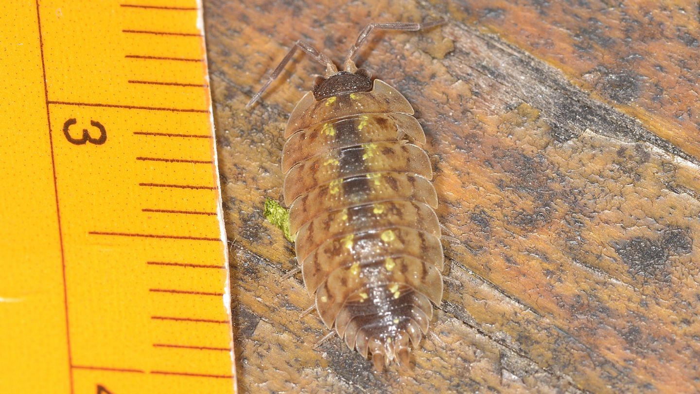 Porcellionidae?