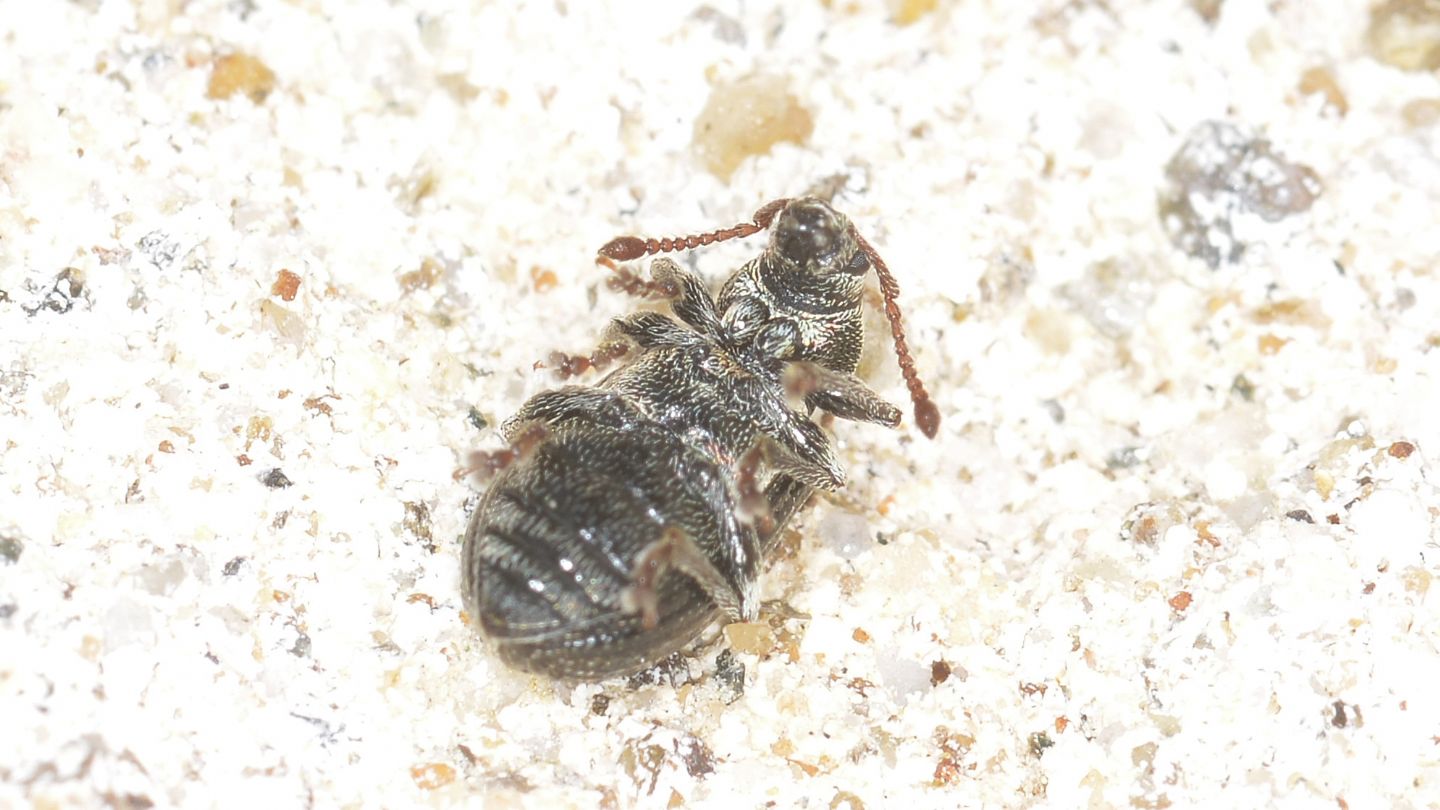 Curculionidae: Phyllobius viridicollis