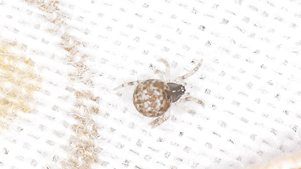 Theridiidae sp. - Bannio Anzino (VCO)