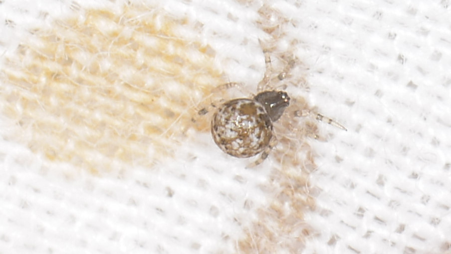 Theridiidae sp. - Bannio Anzino (VCO)