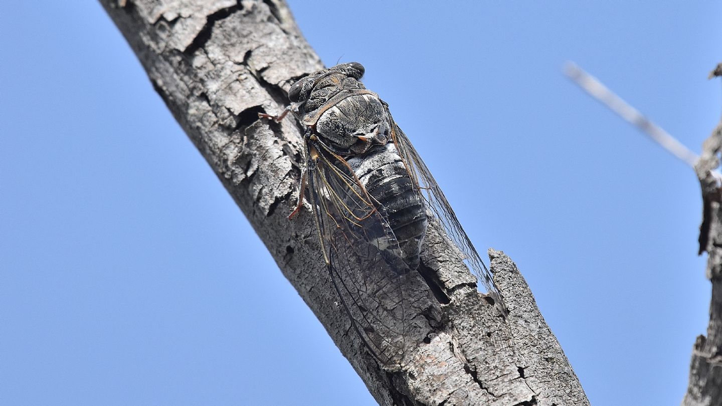 Cicala del Giglio: Lyristes plebejus
