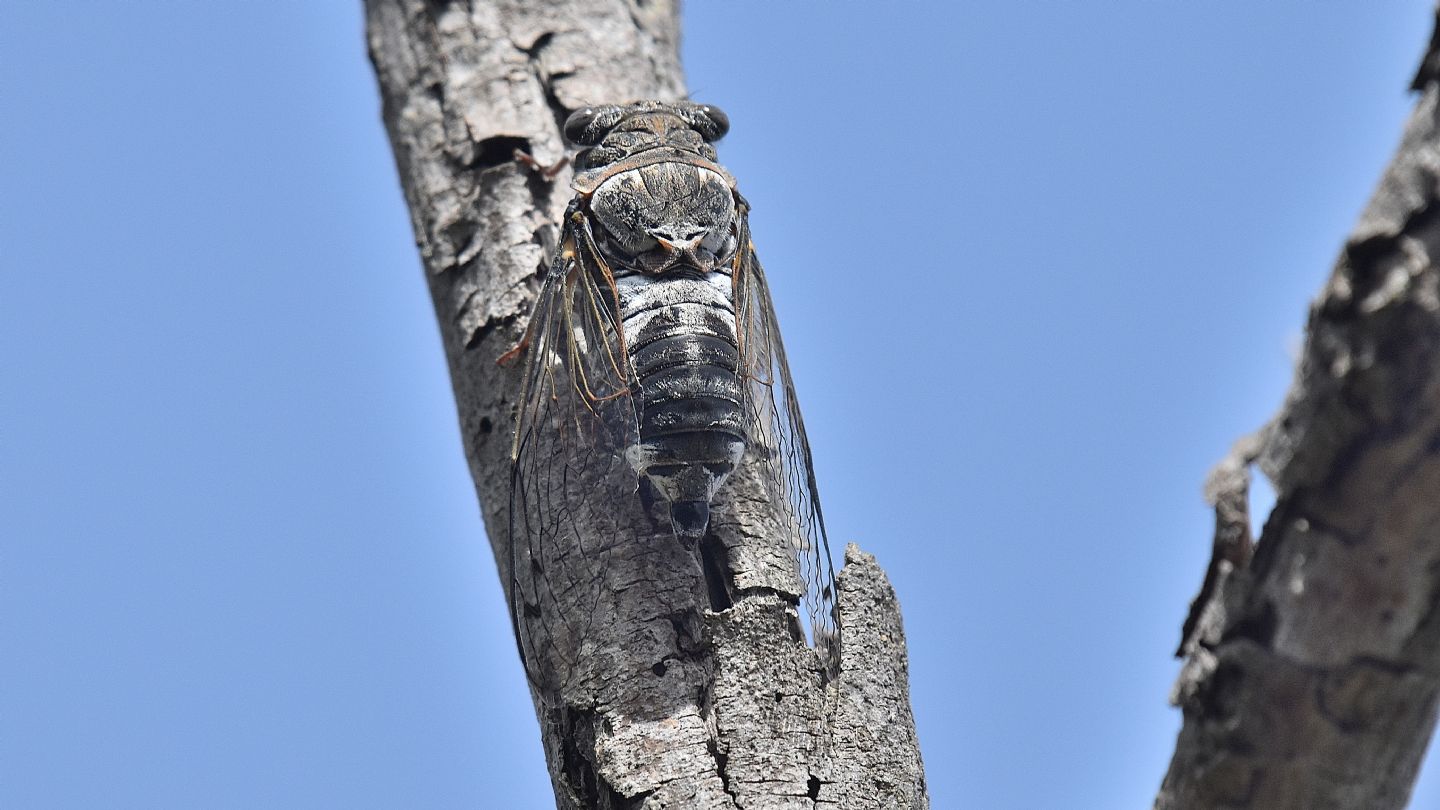 Cicala del Giglio: Lyristes plebejus
