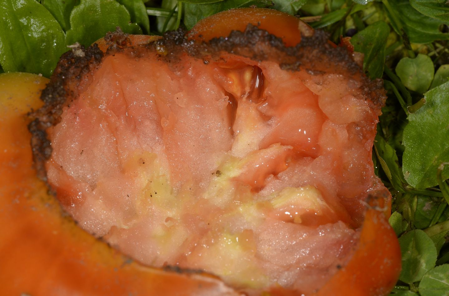 Chi mangia i pomodori ?