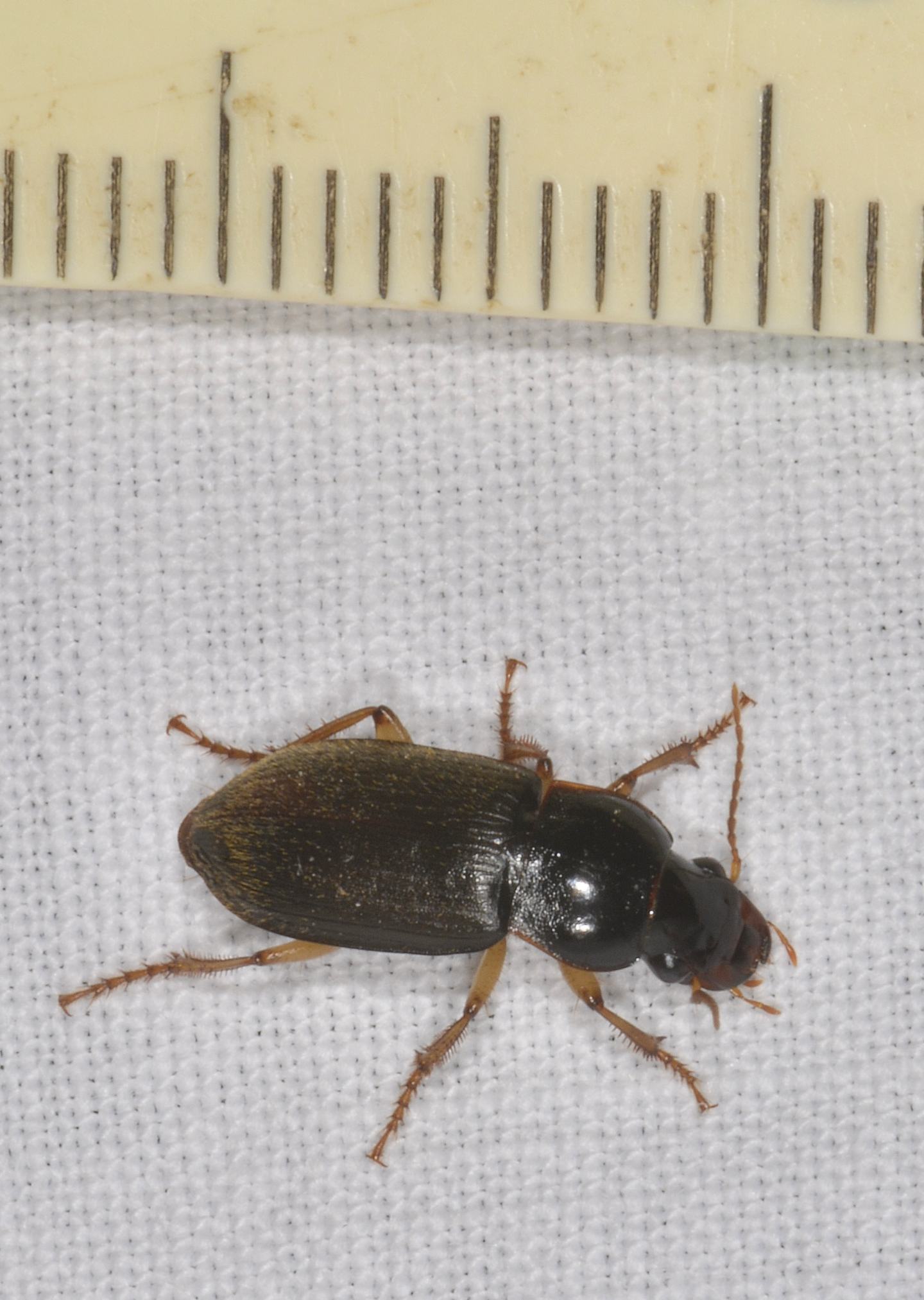 Pseudoophonus rufipes? s!