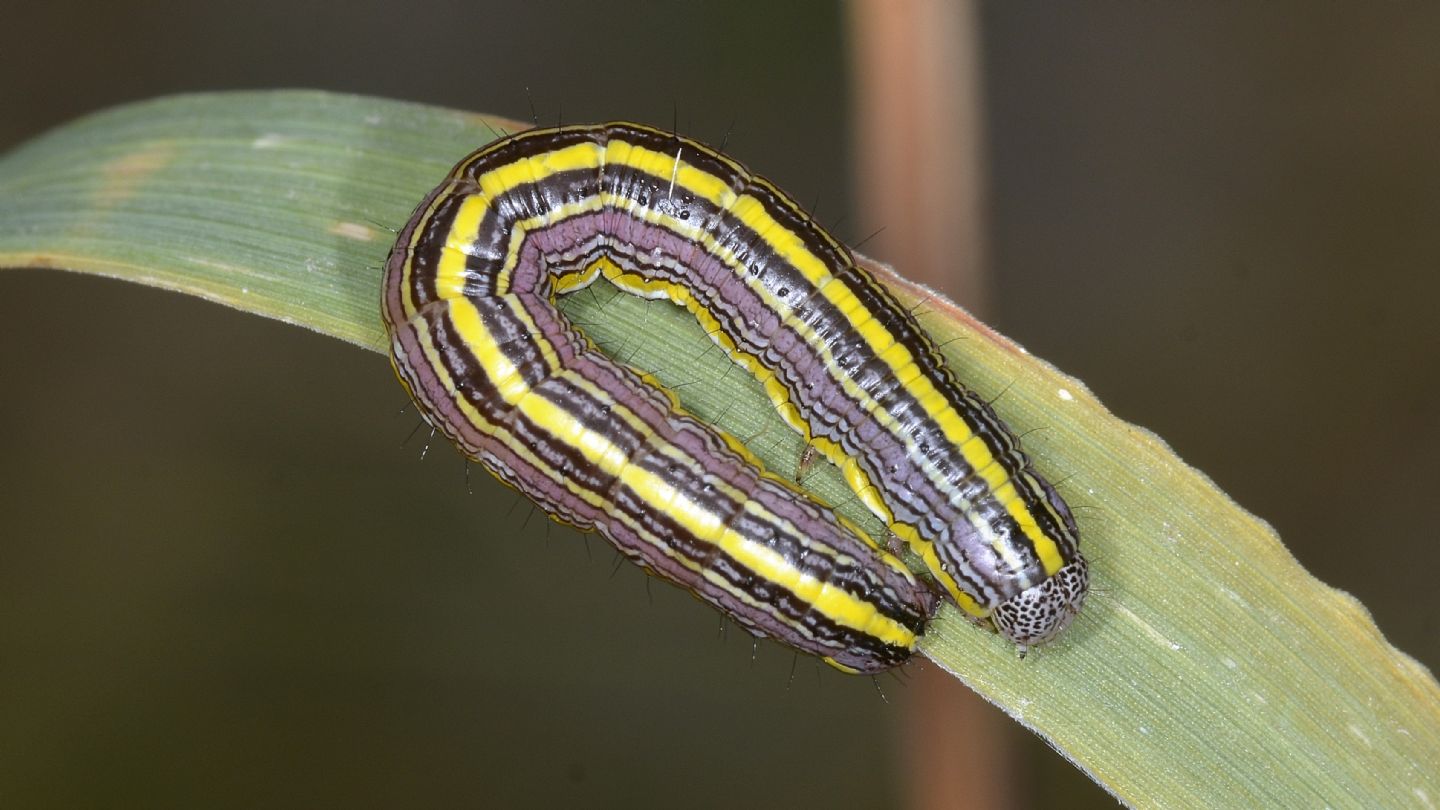 larva di Cucullia asteris ? S