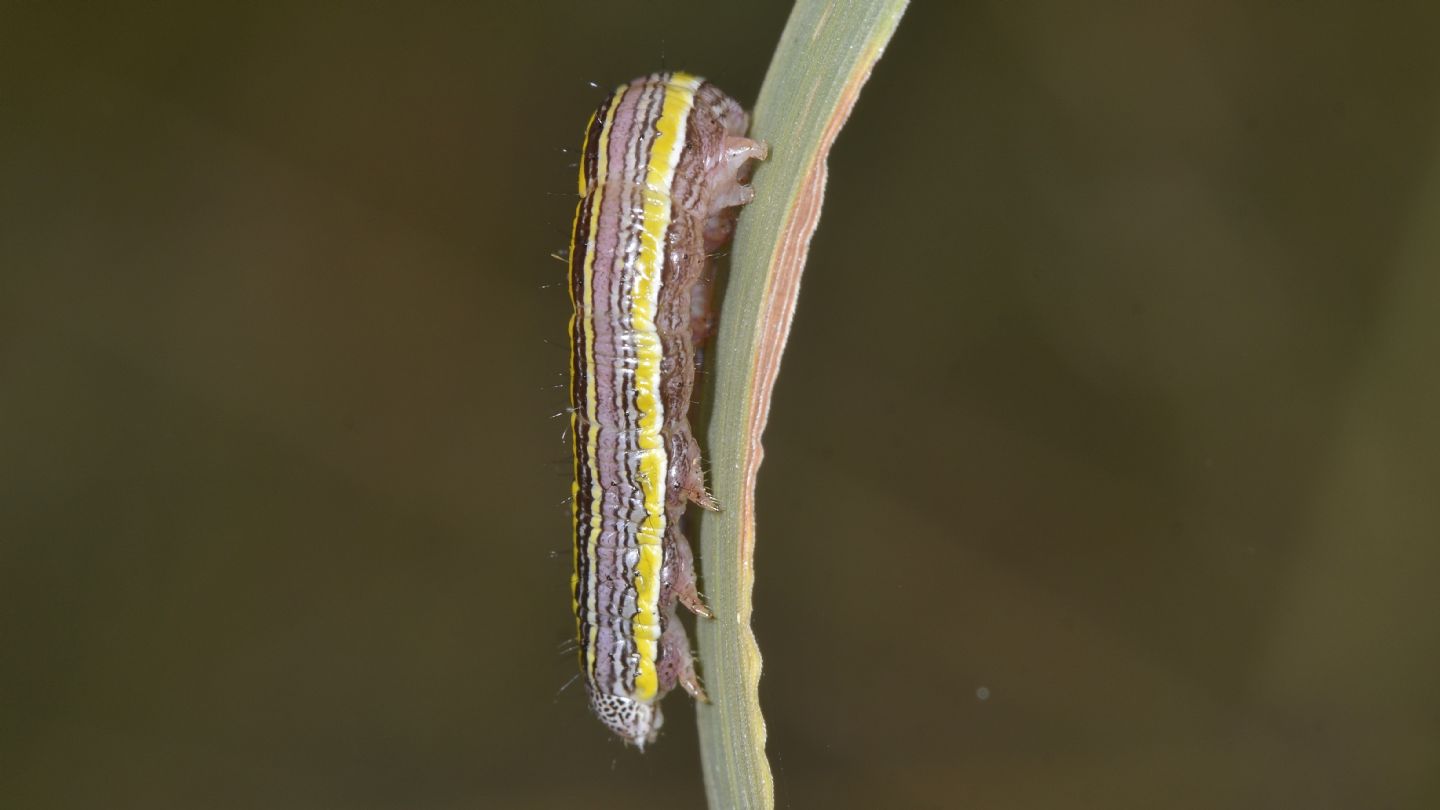 larva di Cucullia asteris ? S