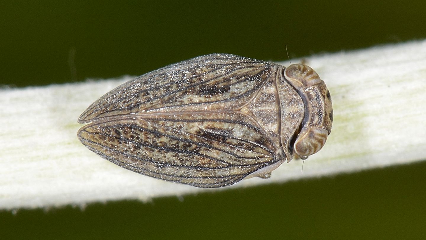 Issidae da id