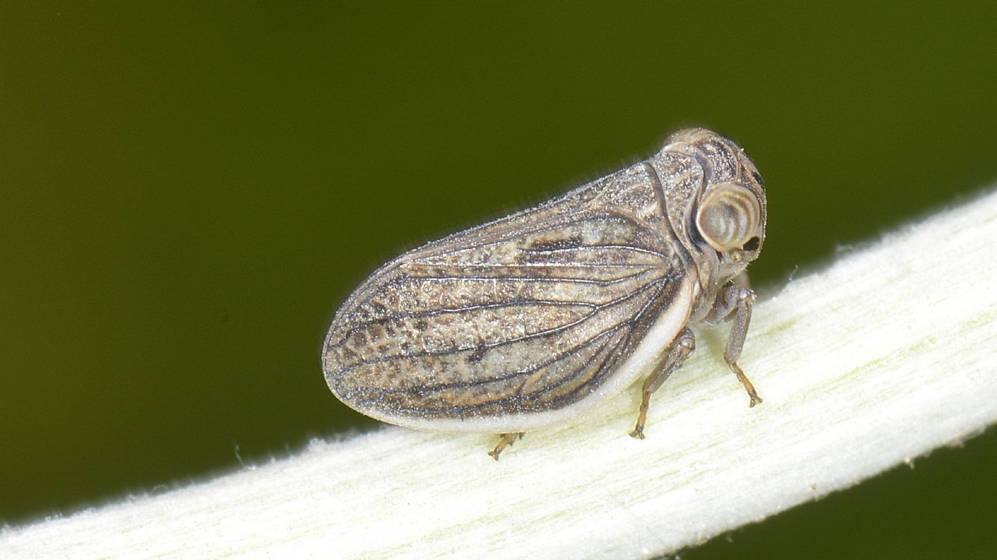 Issidae da id